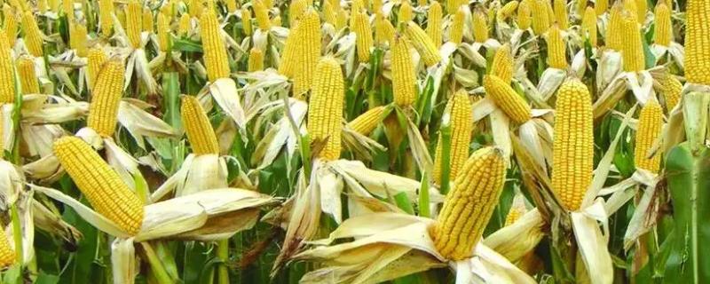 群白一号玉米种子介绍，密度4000株/亩左右