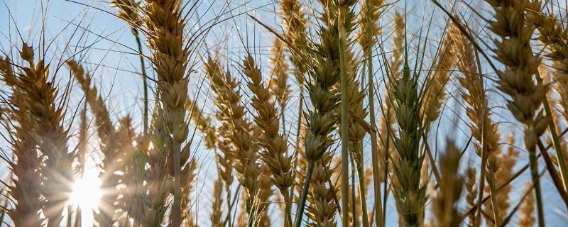 定香优A5水稻种子特征特性，全生育期早稻平均123.7天