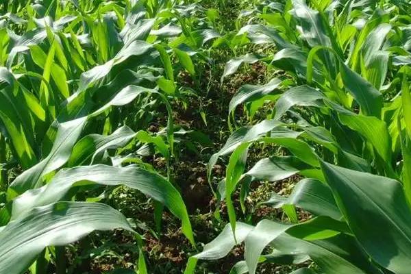 沈爆13玉米种子特征特性，中抗茎腐病