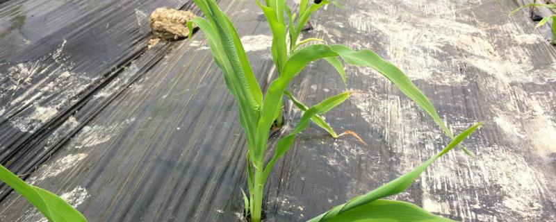 东单7123玉米种子特点，中抗茎腐病
