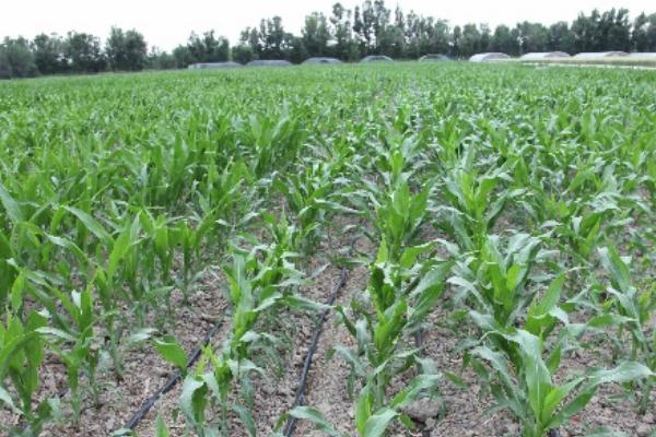 沈爆13玉米种子特征特性，中抗茎腐病