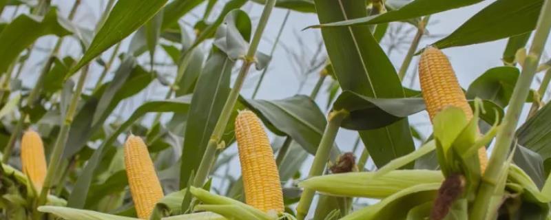 沈爆13玉米种子特征特性，中抗茎腐病