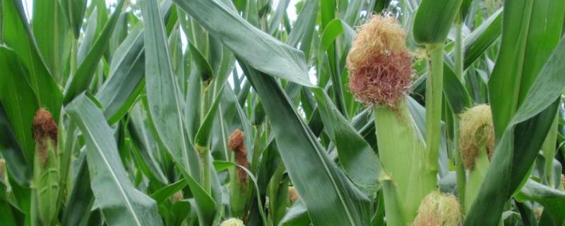 康农玉008玉米种子特点，中抗小斑病