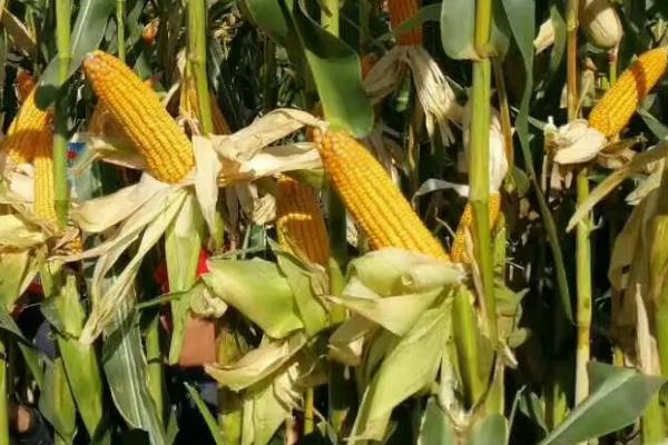 东单7123玉米种子特点，中抗茎腐病