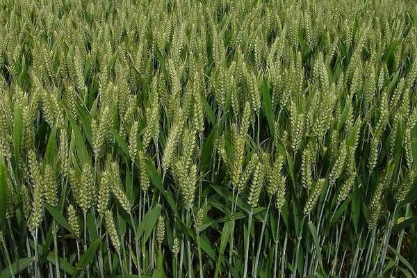 济科628小麦品种简介，每亩适宜基本苗15万—18万