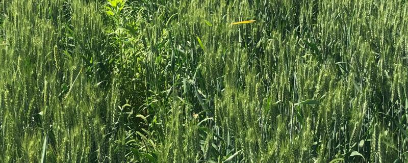 轮选686小麦种子简介，中抗条锈病