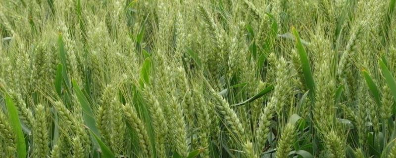 华麦30小麦种子介绍,比对照品种扬麦20熟期稍晚