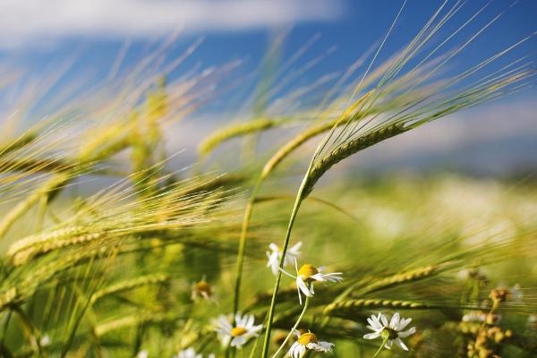 华麦30小麦种子介绍,比对照品种扬麦20熟期稍晚