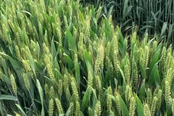 西农1329小麦种子特点，每亩适宜基本苗14万—22万