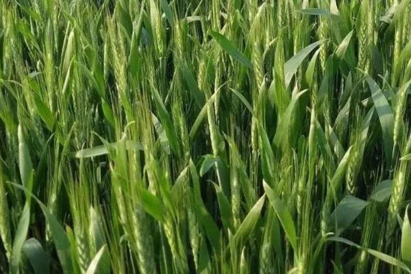 安农1928小麦品种的特性，与对照品种周麦36号熟期相当