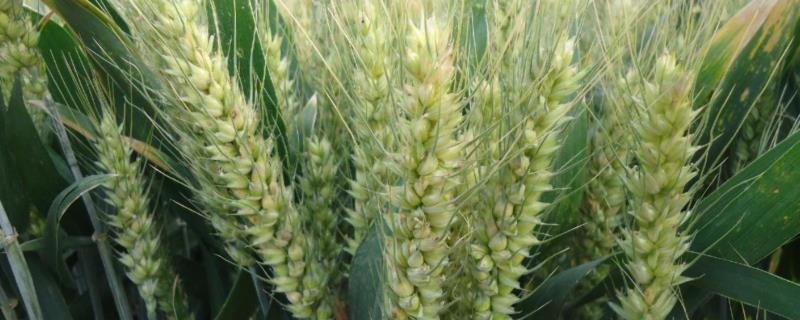 西农1329小麦种子特点，每亩适宜基本苗14万—22万