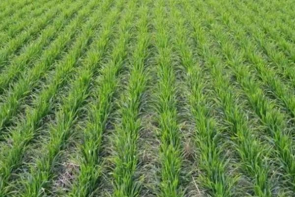 安农1928小麦品种的特性，与对照品种周麦36号熟期相当