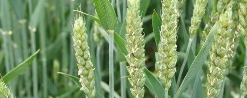 伟隆387小麦种子介绍，全生育期221.8天