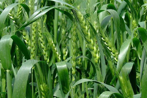 VV136小麦品种的特性，每亩适宜基本苗18万—22万