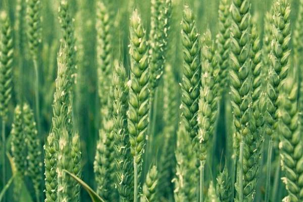 烟农31小麦种子介绍,比对照品种济麦22熟期稍早