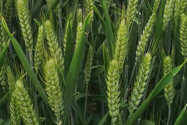 开麦1915小麦种子特点，每亩适宜基本苗14万—22万