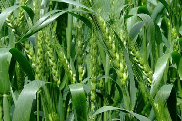 盐麦9号小麦品种简介，每亩适宜基本苗16万—18万