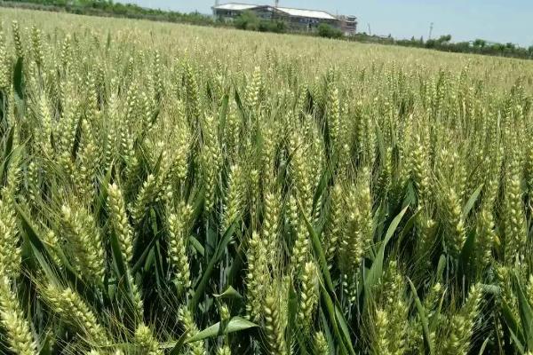 中科麦1816小麦品种的特性，与对照品种川农32熟期相当