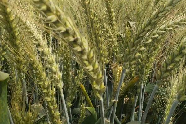 宛麦270小麦种子特点，中抗条锈病