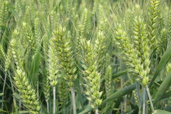 盐麦9号小麦品种简介，每亩适宜基本苗16万—18万
