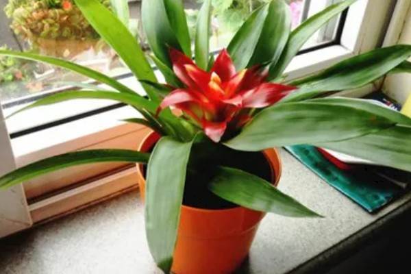 鸿运当头开花后还能活多久，还可活5-6个月