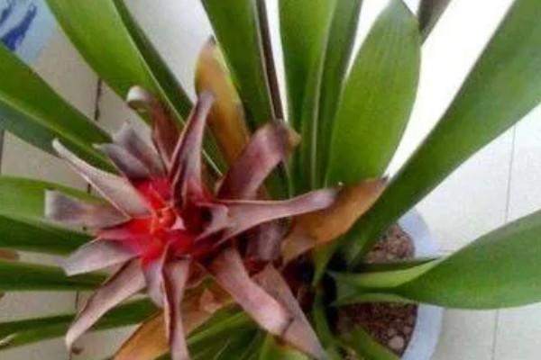 鸿运当头开花后还能活多久，还可活5-6个月