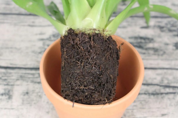 鸿运当头开花后还能活多久，还可活5-6个月