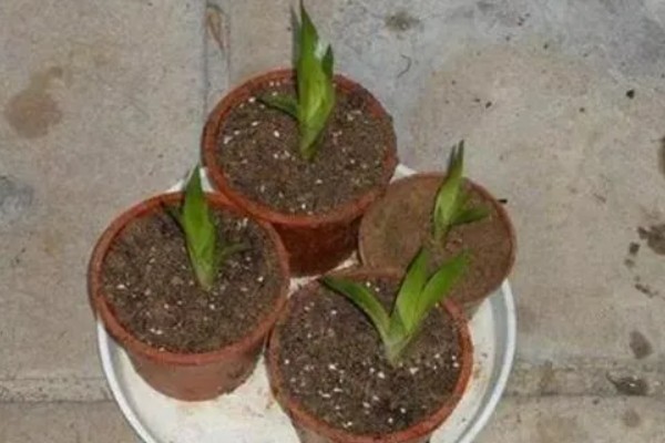 鸿运当头开花后还能活多久，还可活5-6个月