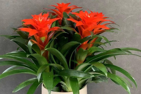 鸿运当头开花后还能活多久，还可活5-6个月