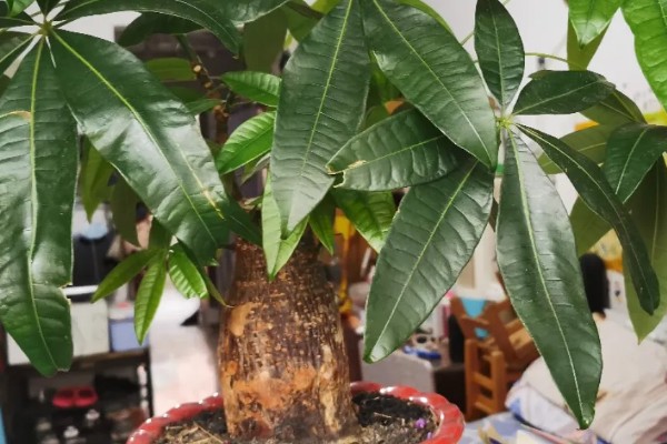 发财树发霉了怎么处理，需转移到通风阴凉的散光处养护