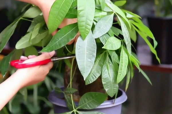 发财树发霉了怎么处理，需转移到通风阴凉的散光处养护