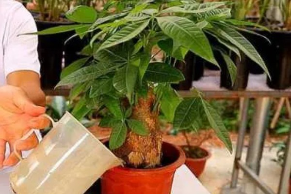 发财树发霉了怎么处理，需转移到通风阴凉的散光处养护