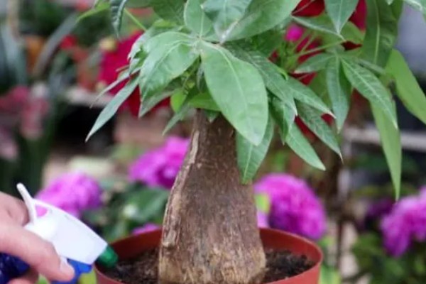 发财树发霉了怎么处理，需转移到通风阴凉的散光处养护