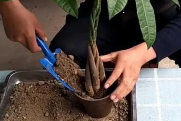 发财树发霉了怎么处理，需转移到通风阴凉的散光处养护