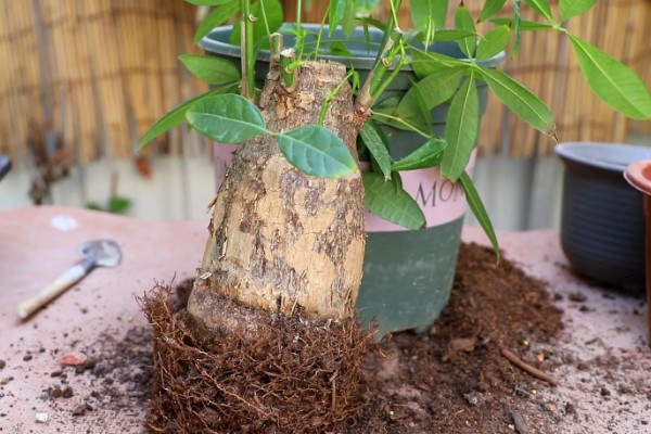 发财树发霉了怎么处理，需转移到通风阴凉的散光处养护