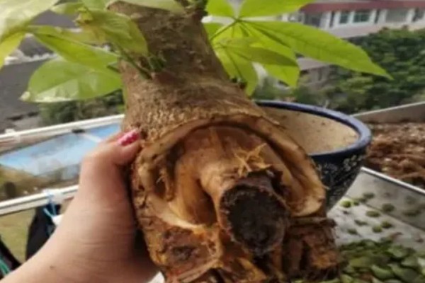 发财树发霉了怎么处理，需转移到通风阴凉的散光处养护