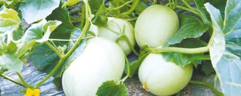 白山蜜一号的亩产量，通常可达到1500-2000公斤