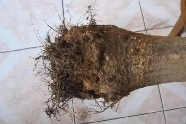 发财树发霉了怎么处理，需转移到通风阴凉的散光处养护