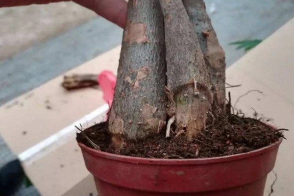 发财树发霉了怎么处理，需转移到通风阴凉的散光处养护