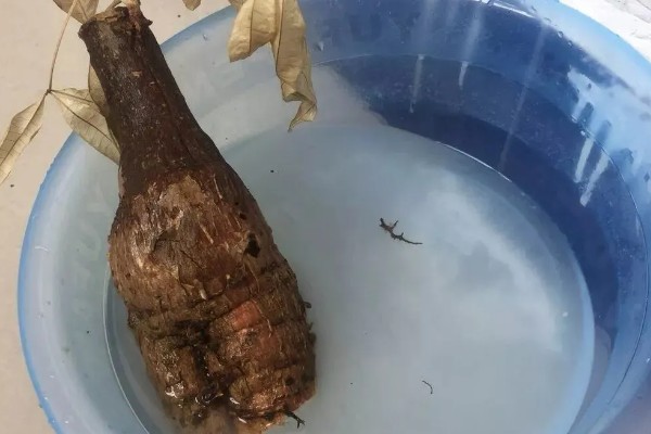 发财树发霉了怎么处理，需转移到通风阴凉的散光处养护