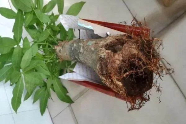 发财树发霉了怎么处理，需转移到通风阴凉的散光处养护