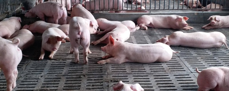 猪非瘟的潜伏期，潜伏期为4-16天左右