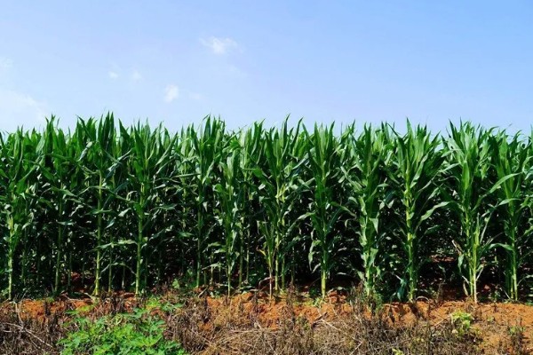 早玉米在什么时候种，南方地区在清明前后栽种