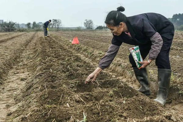 早玉米在什么时候种，南方地区在清明前后栽种