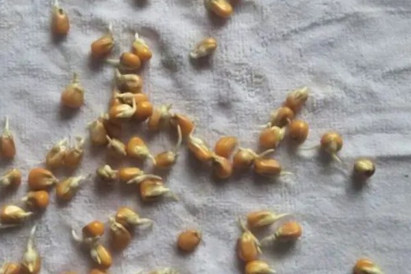 早玉米在什么时候种，南方地区在清明前后栽种