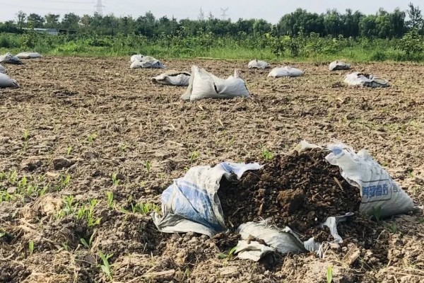 早玉米在什么时候种，南方地区在清明前后栽种