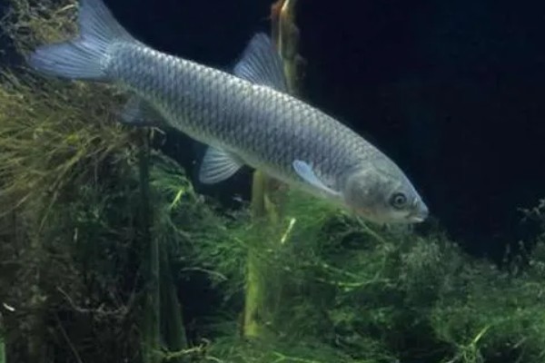 草鱼苗吃哪种食物，主要吃藻类、嫩草叶等