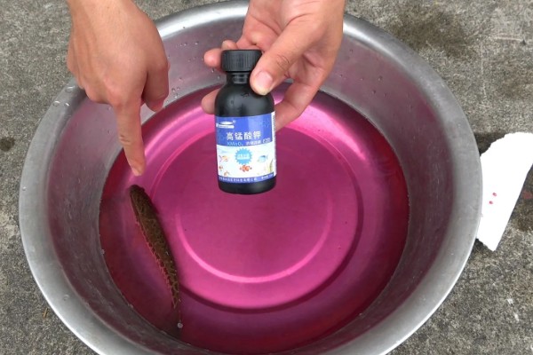 草鱼苗吃哪种食物，主要吃藻类、嫩草叶等