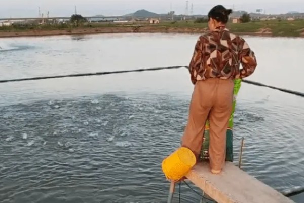 草鱼苗吃哪种食物，主要吃藻类、嫩草叶等