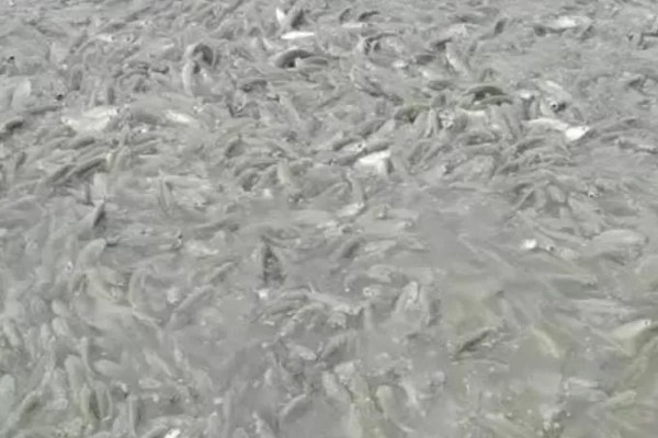 草鱼苗吃哪种食物，主要吃藻类、嫩草叶等